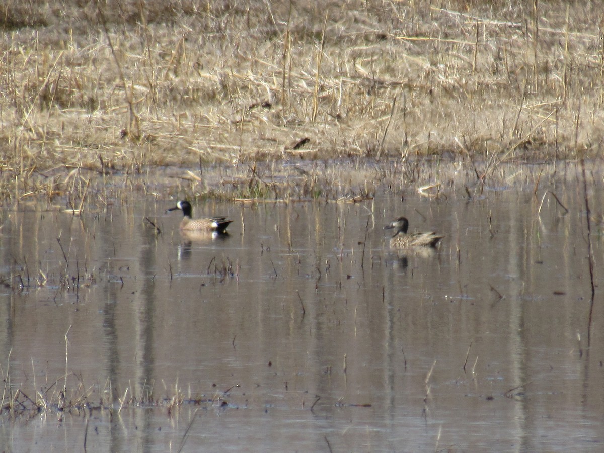 Blue-winged Teal - ML617158766