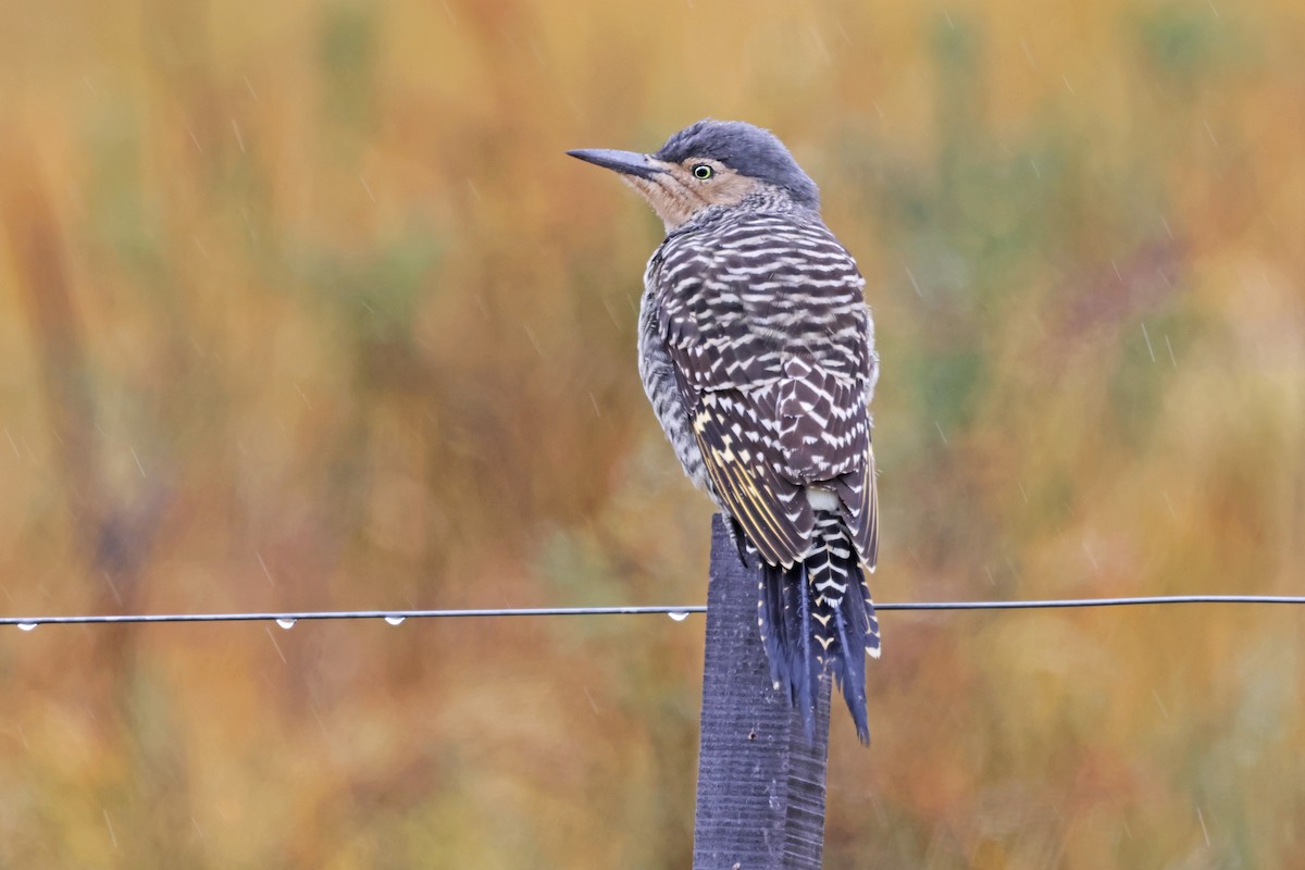 Chilean Flicker - ML617158798