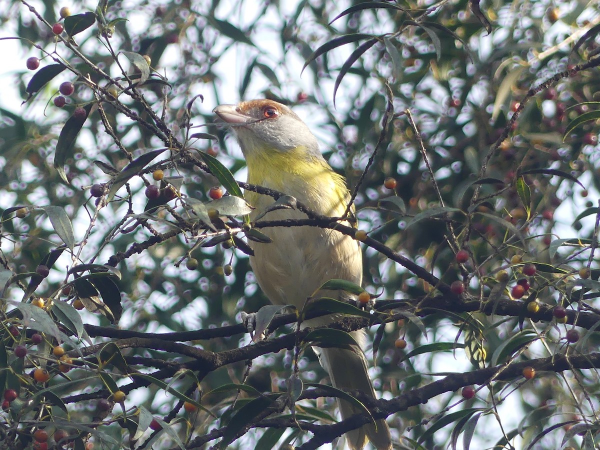 Rufous-browed Peppershrike - ML617158818