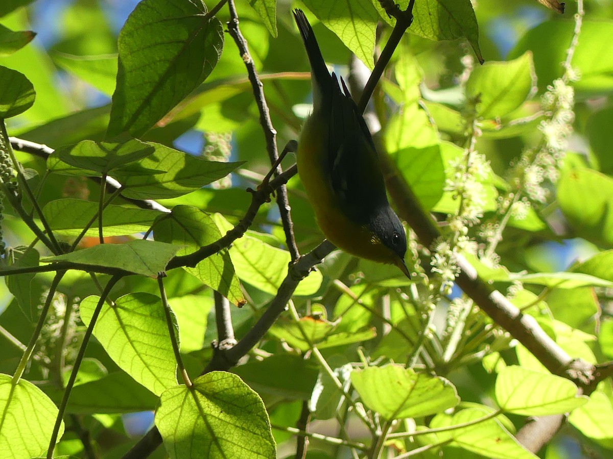 Tropical Parula - ML617158830