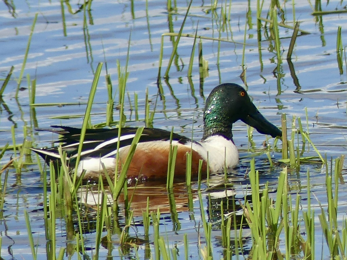 Gadwall - ML617158890