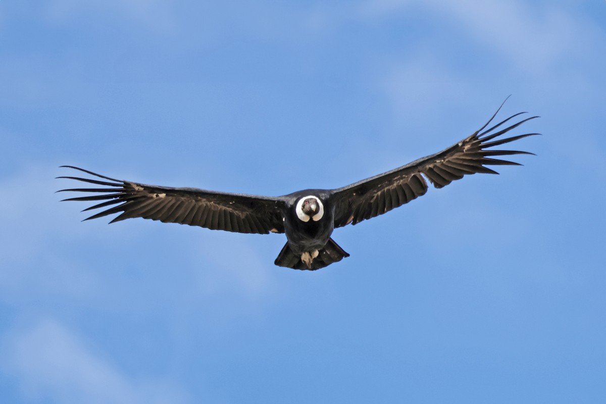 Andean Condor - ML617158963