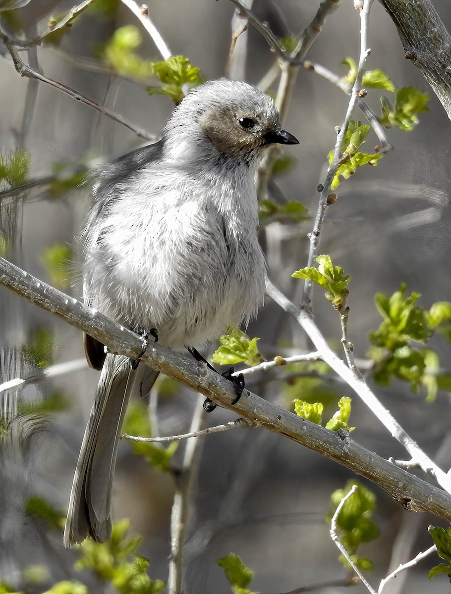 Bushtit - Van Truan