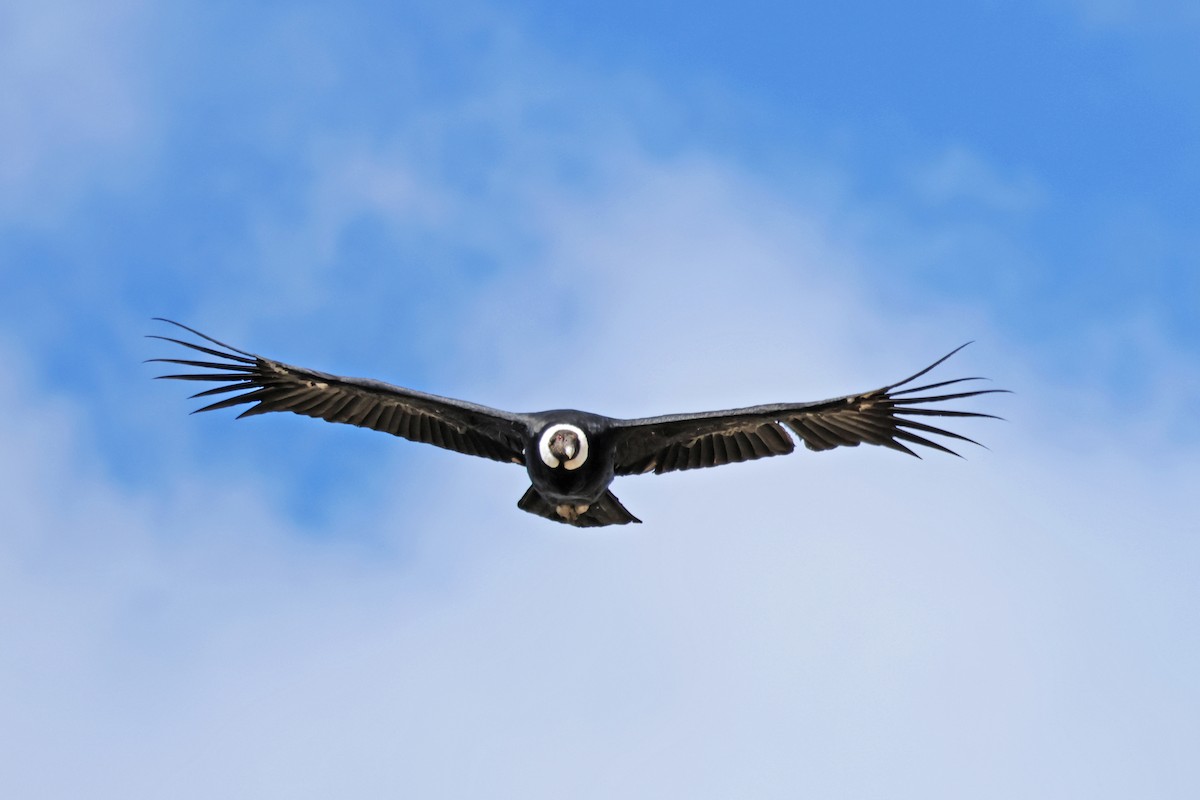 Andean Condor - ML617158976