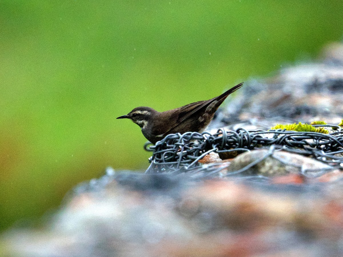 Dark-bellied Cinclodes - Michael Tromp