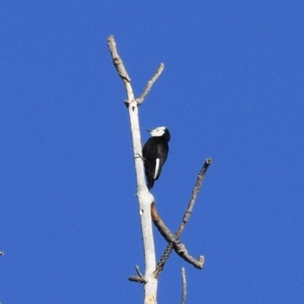White-headed Woodpecker - ML617159017