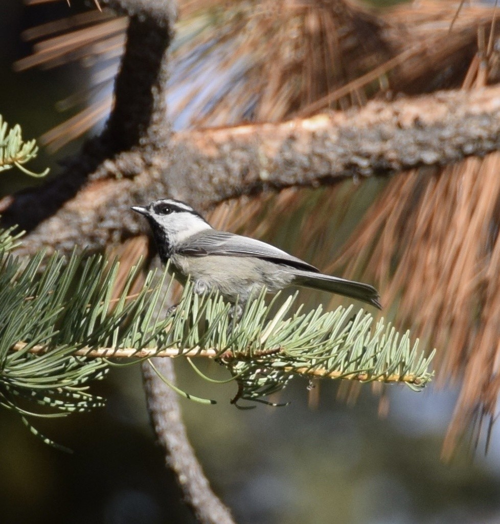 Mountain Chickadee - ML617159025