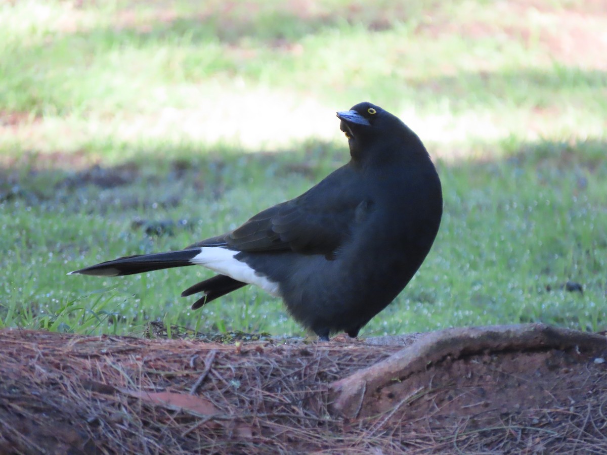 Pied Currawong - ML617159060