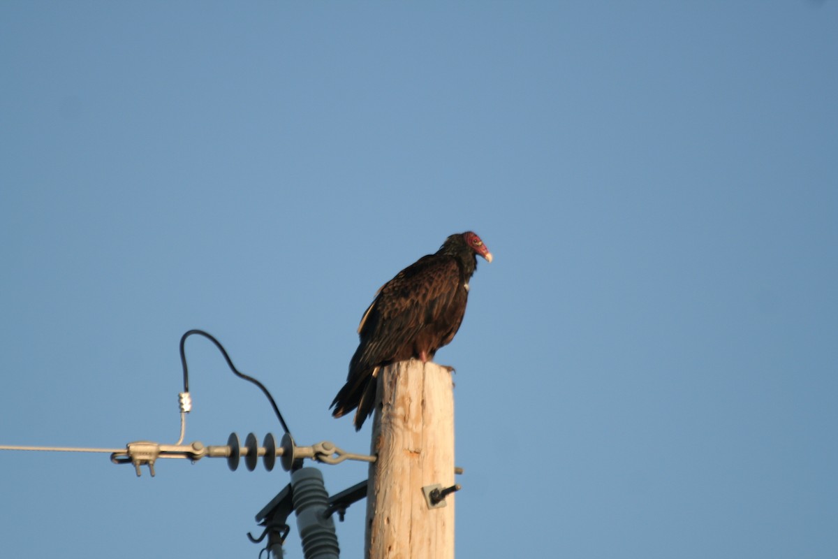 Turkey Vulture - ML617159077