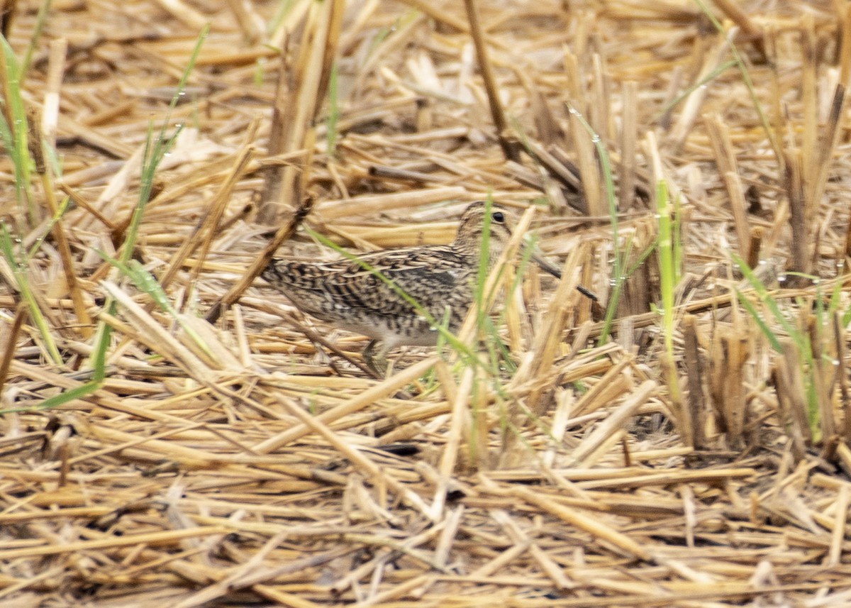 Gallinago sp. - ML617159093