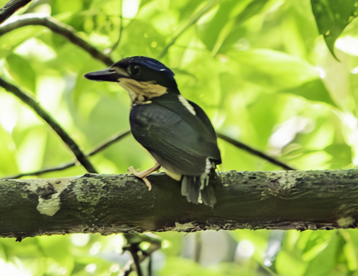 Buff-breasted Paradise-Kingfisher - Rebel Warren and David Parsons