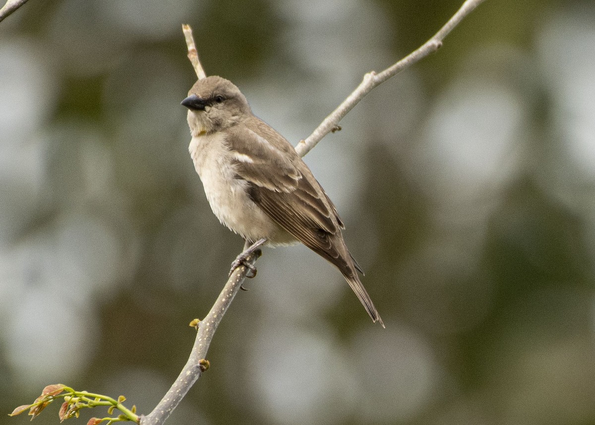 Yellow-throated Sparrow - ML617159153