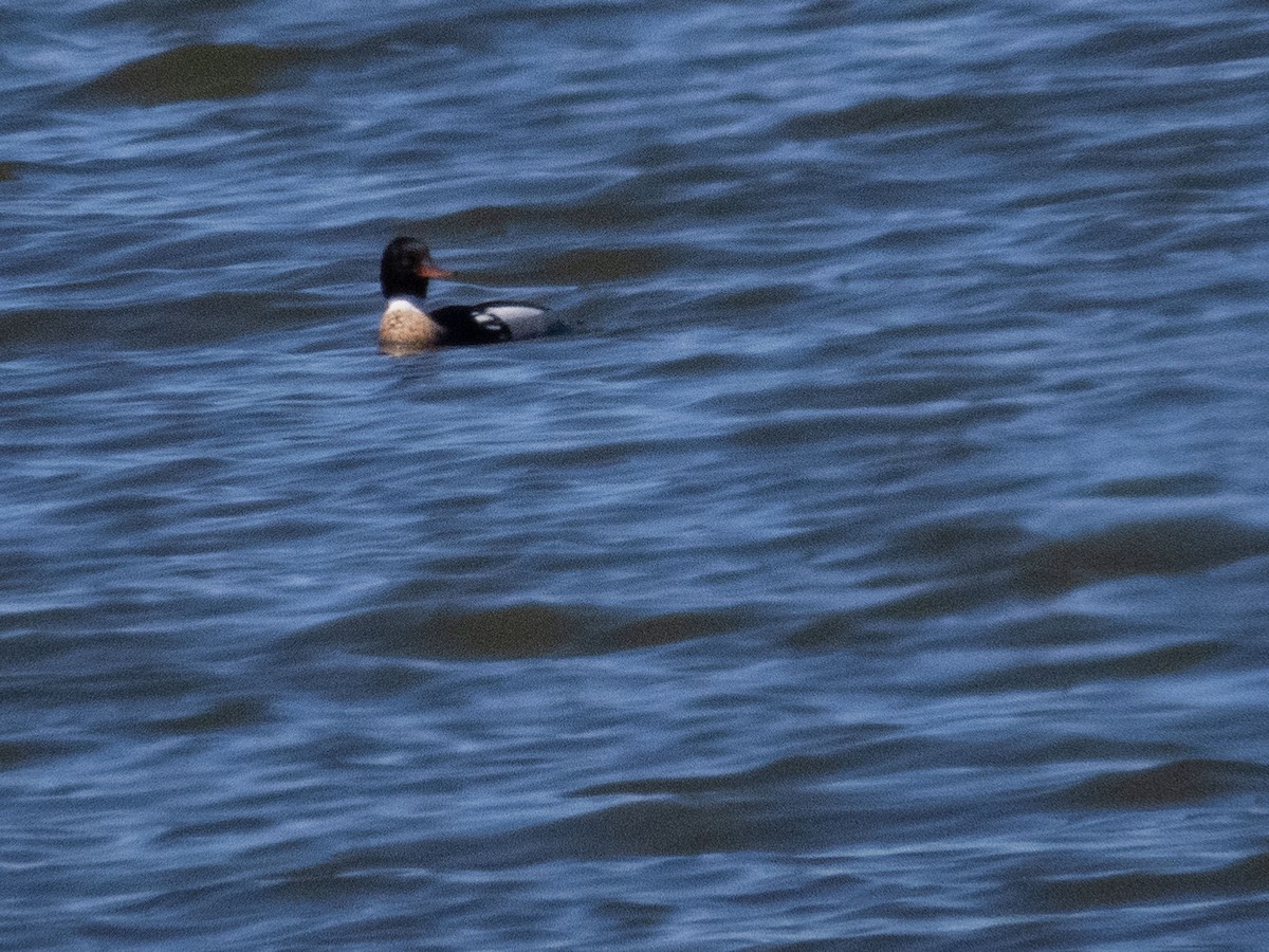 Red-breasted Merganser - ML617159165