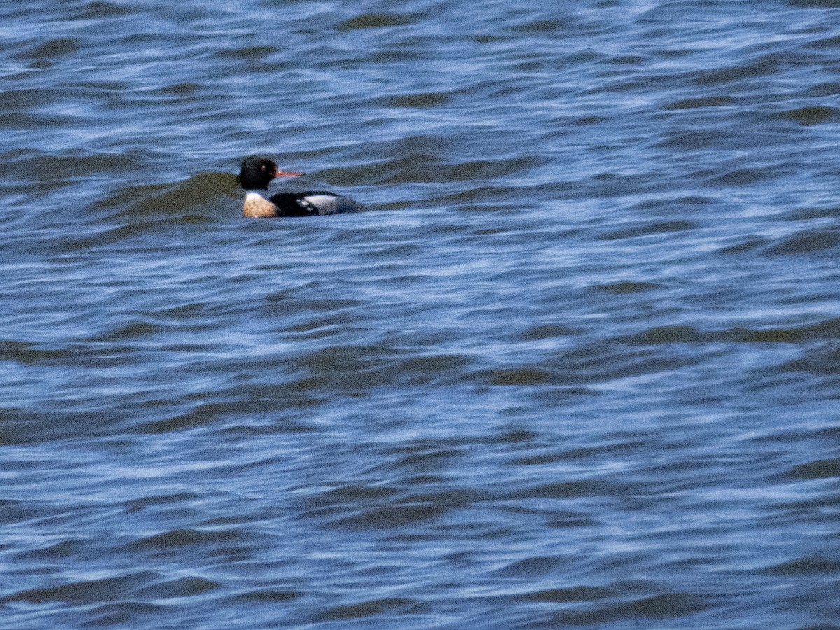 Red-breasted Merganser - ML617159167