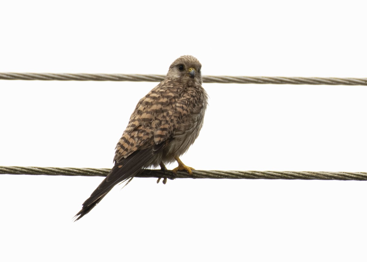 Eurasian Kestrel - ML617159168