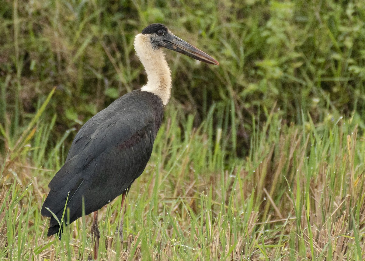 Asian Woolly-necked Stork - ML617159190