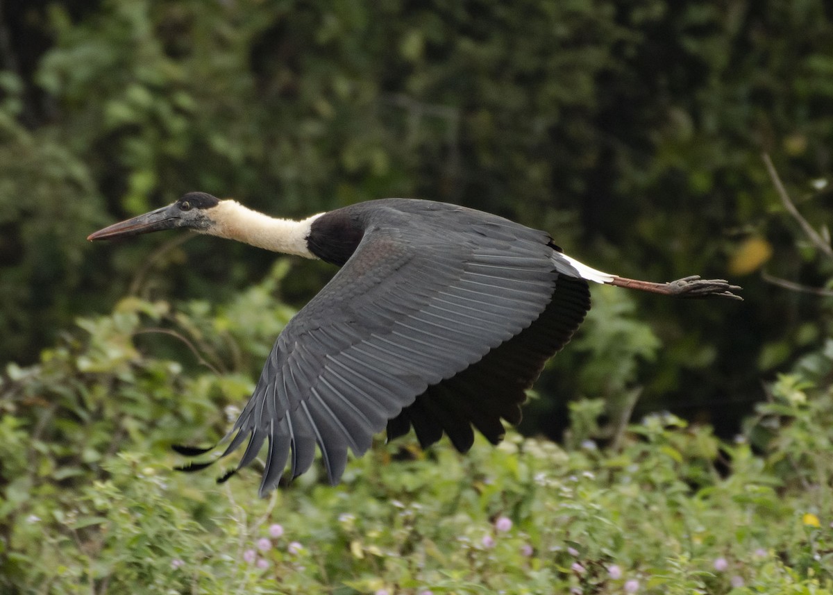 Asian Woolly-necked Stork - ML617159191