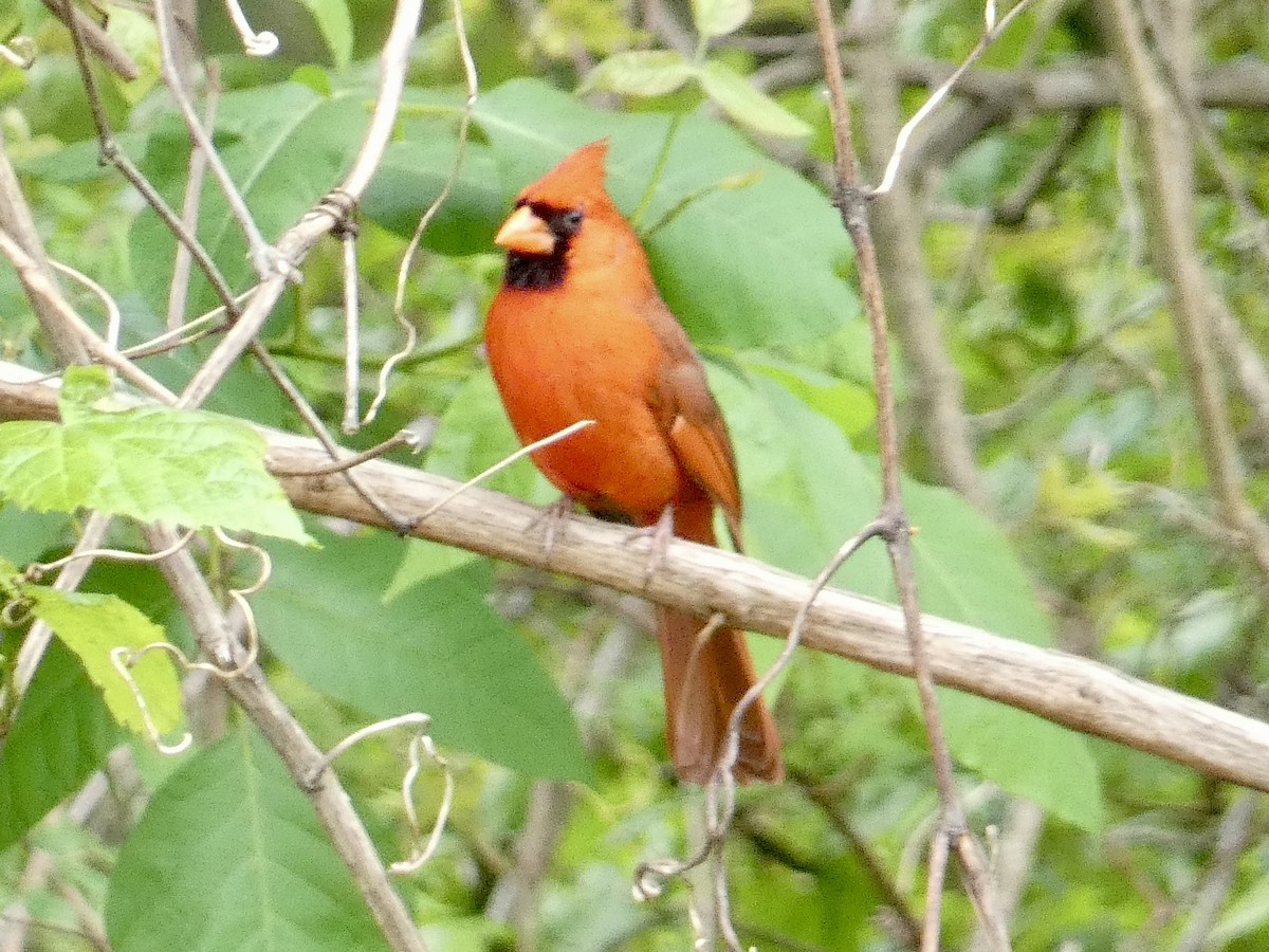 Northern Cardinal - Robb Welch