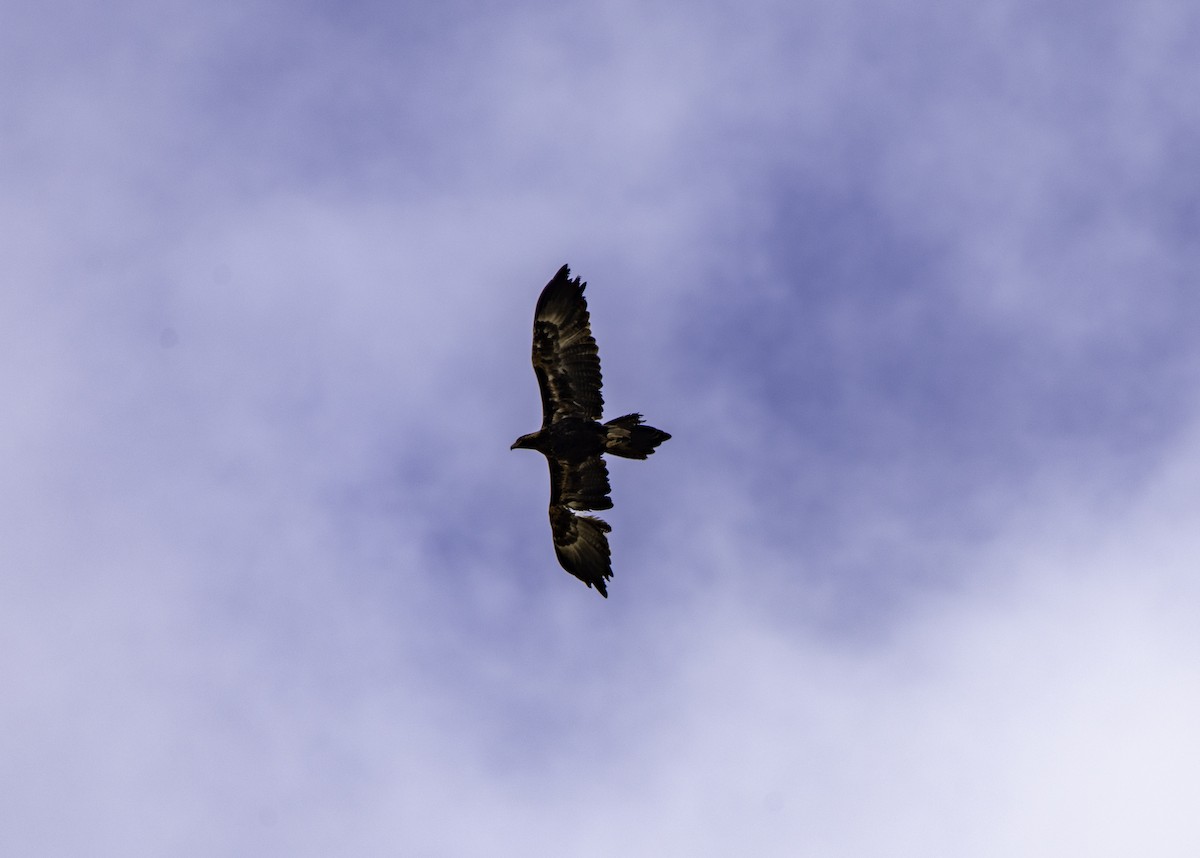 Wedge-tailed Eagle - ML617159261