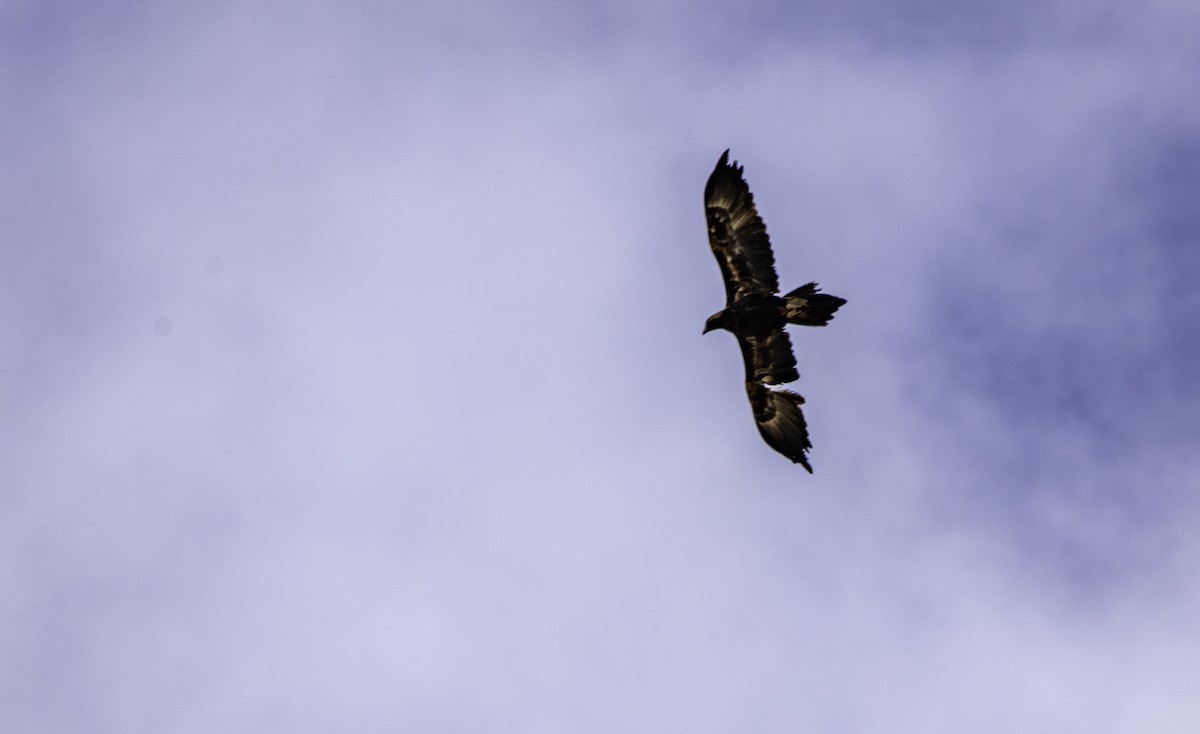 Wedge-tailed Eagle - Rebel Warren and David Parsons