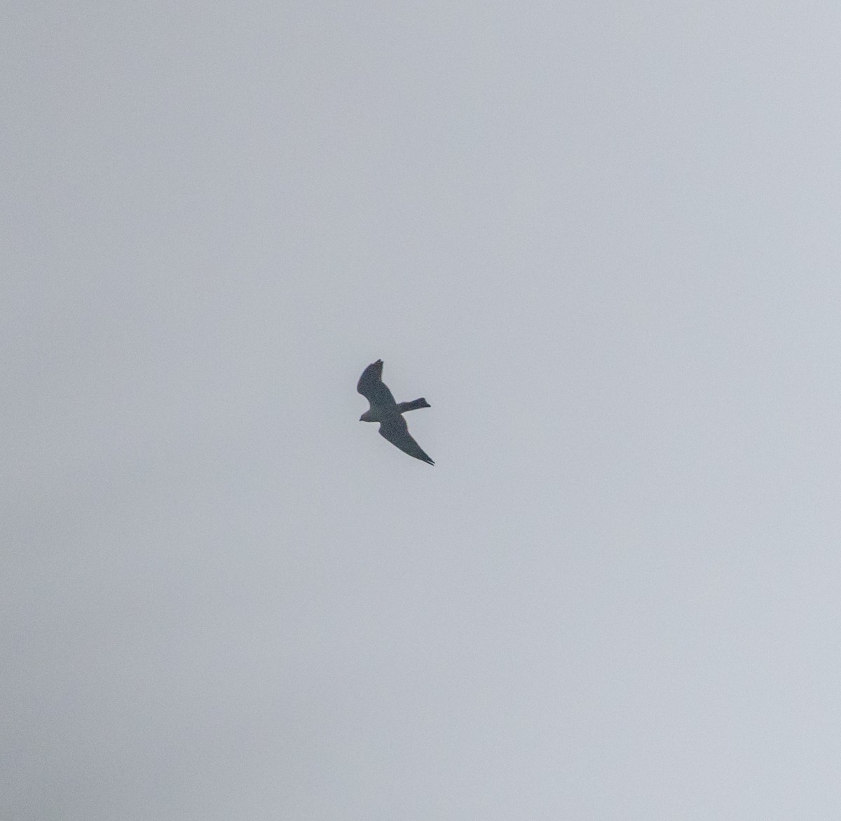 Mississippi Kite - Greg Harrington