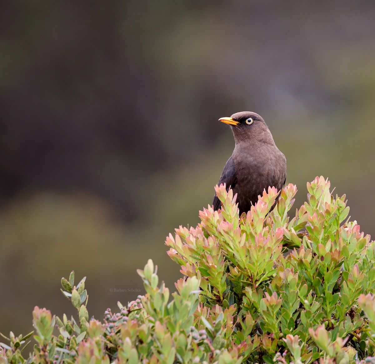 Sooty Thrush - ML617159271