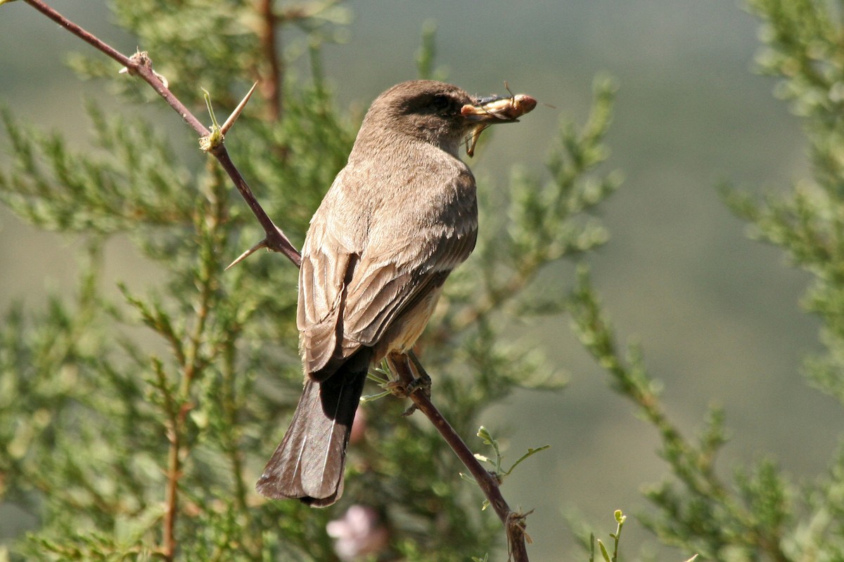 Say's Phoebe - ML617159290