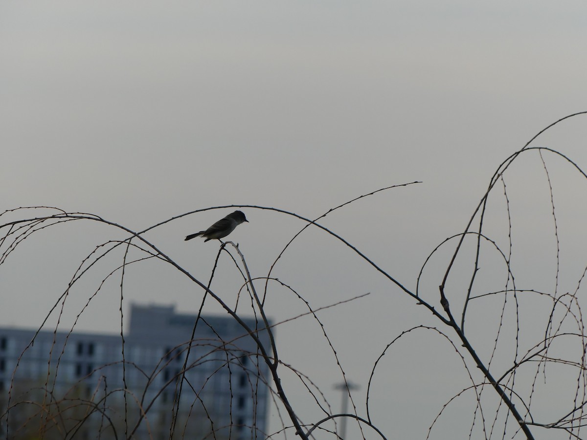 Eastern Phoebe - ML617159318