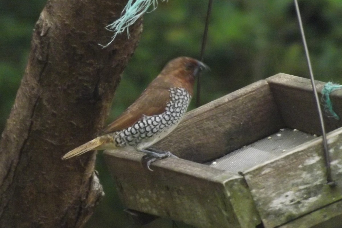 Scaly-breasted Munia - ML617159323