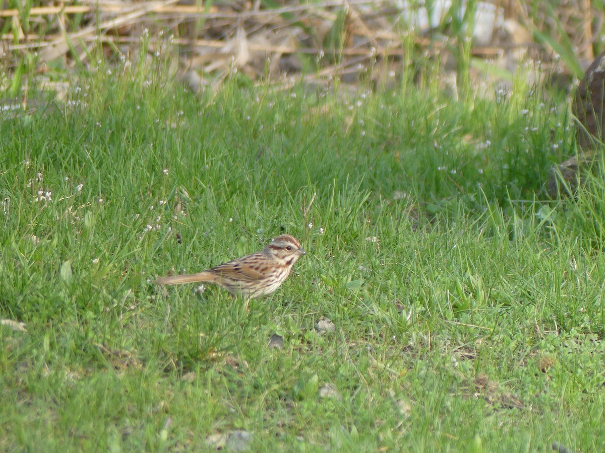 Song Sparrow - ML617159363