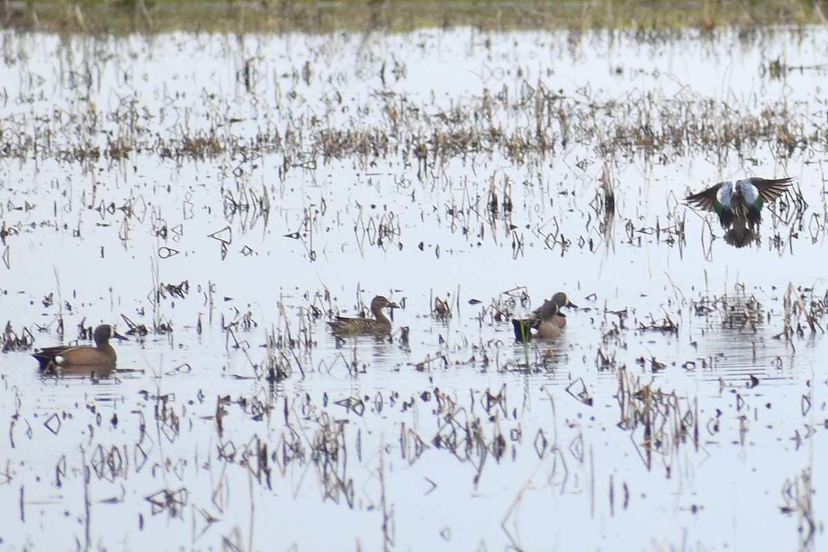 Blue-winged Teal - ML617159364