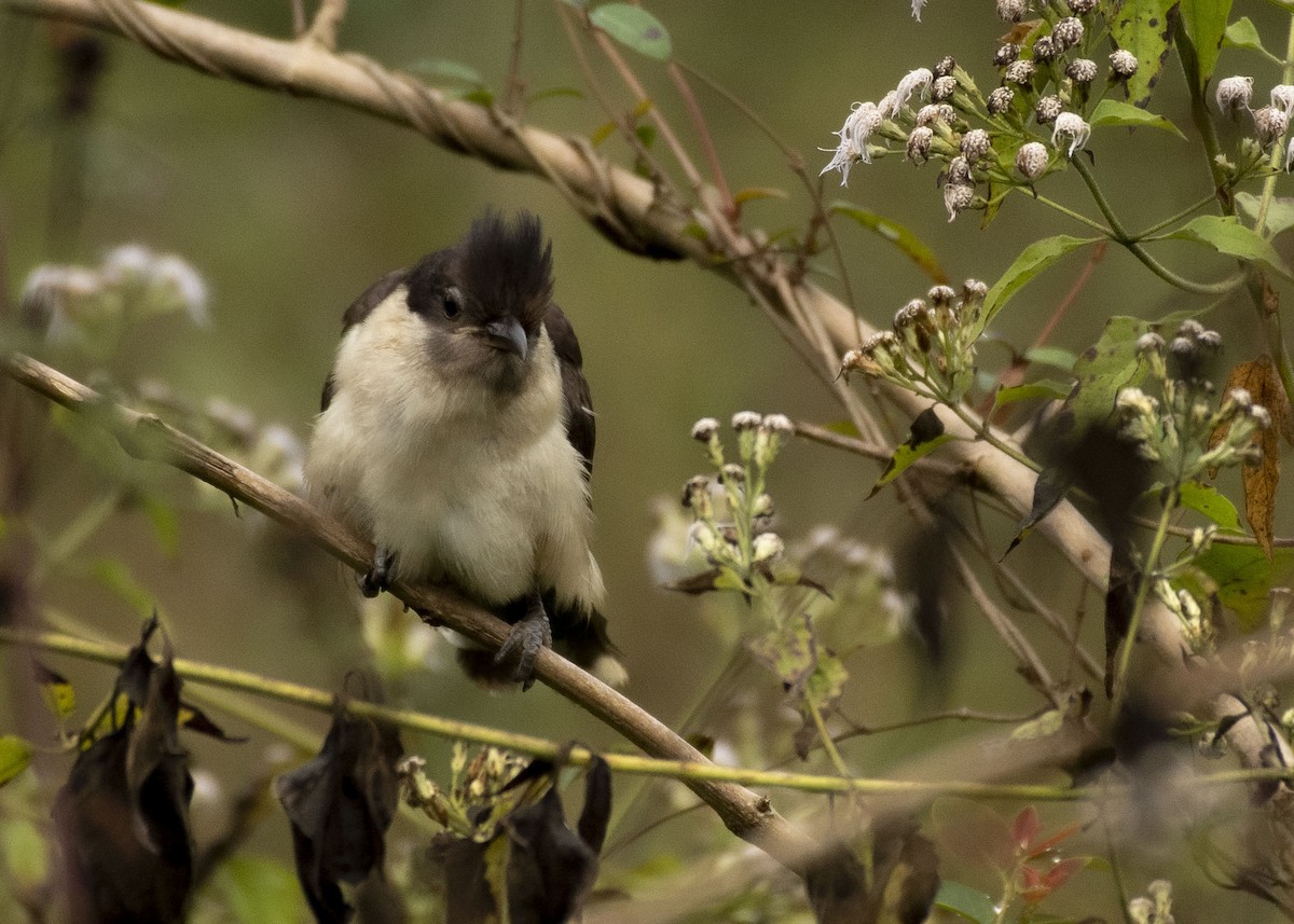 Pied Cuckoo - ML617159369