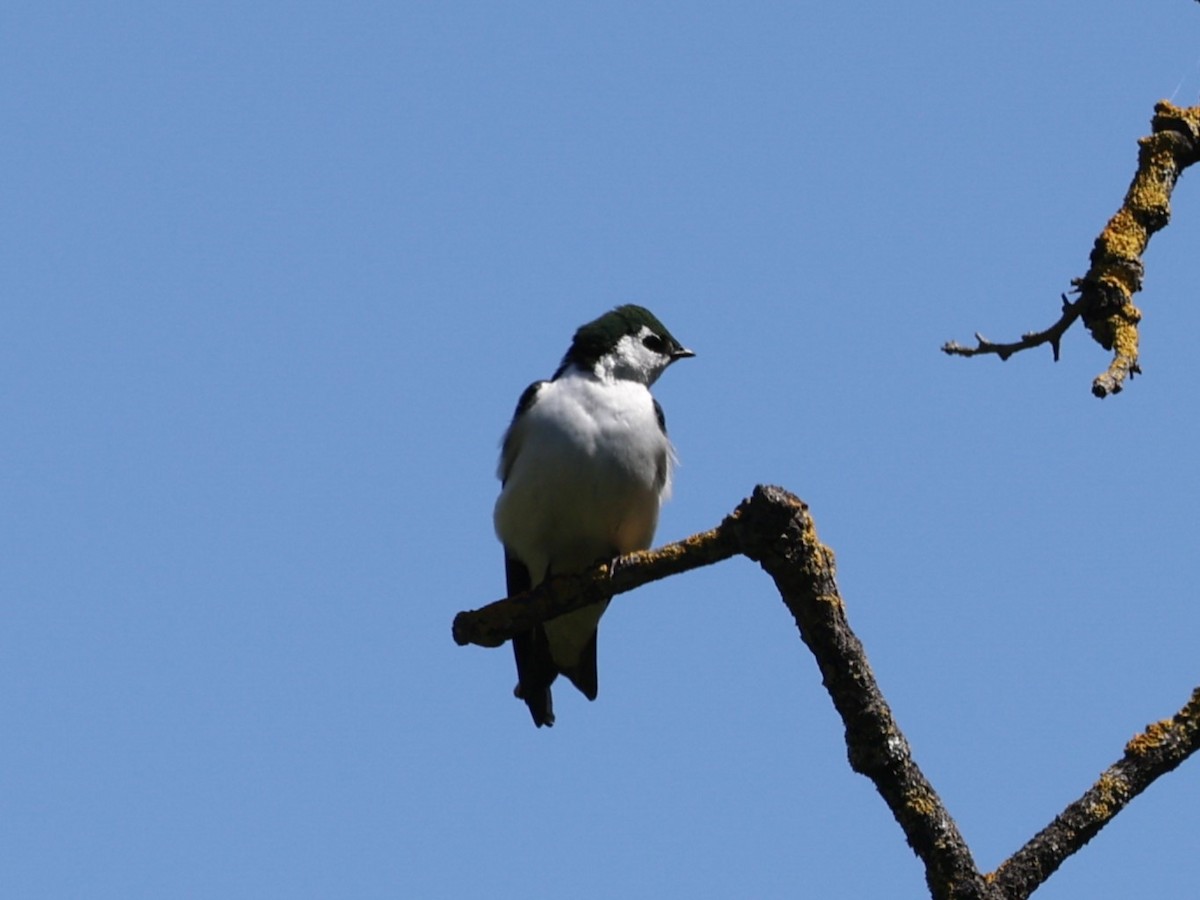 Violet-green Swallow - Brian Ahern