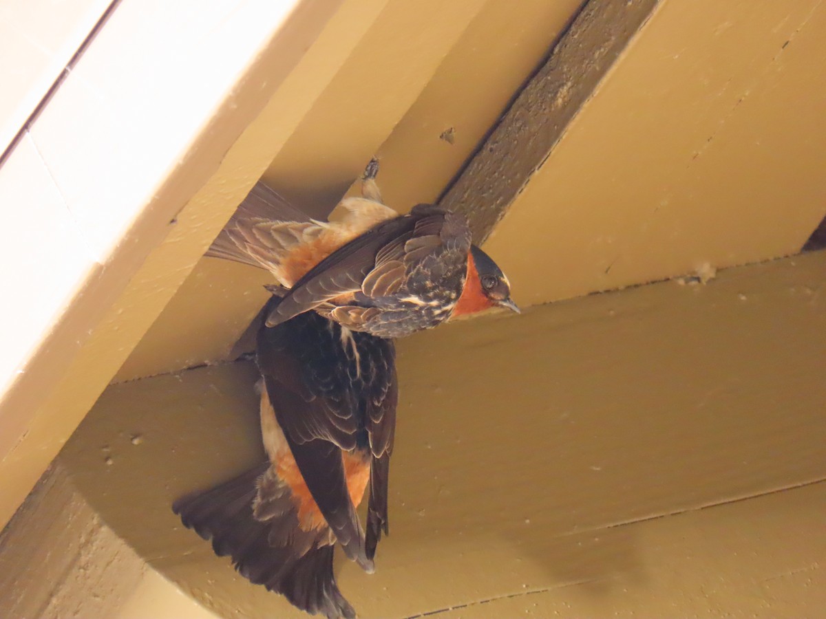 Cliff Swallow - ML617159405