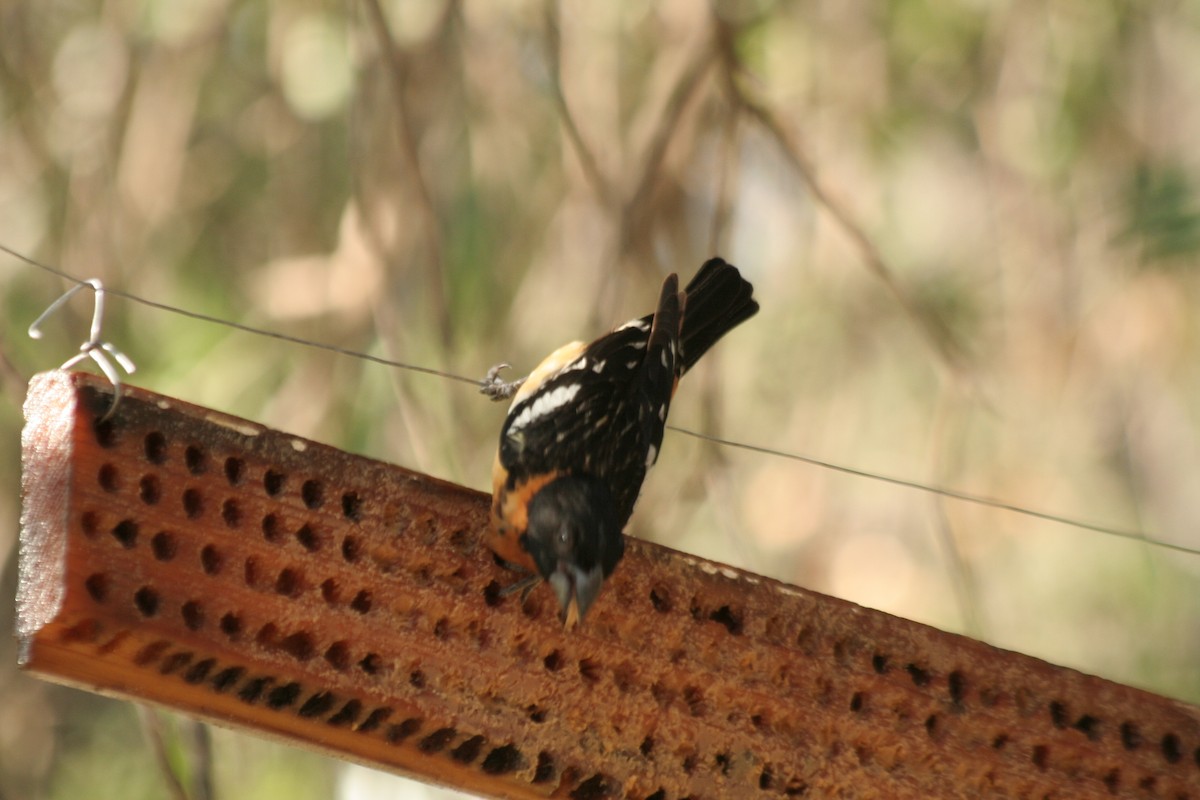 Black-headed Grosbeak - ML617159410