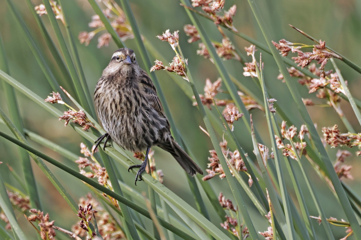 Yellow-winged Blackbird - ML617159420