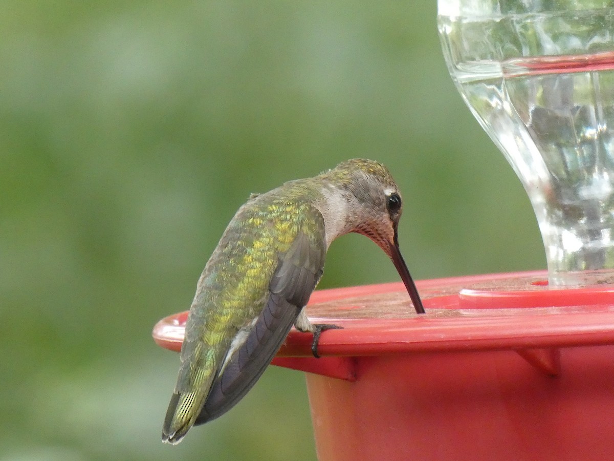 Colibri à gorge noire - ML617159469