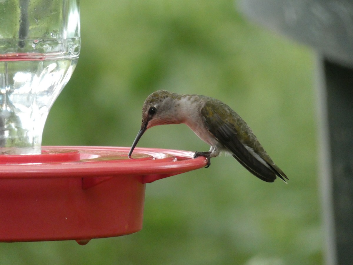 Black-chinned Hummingbird - ML617159470