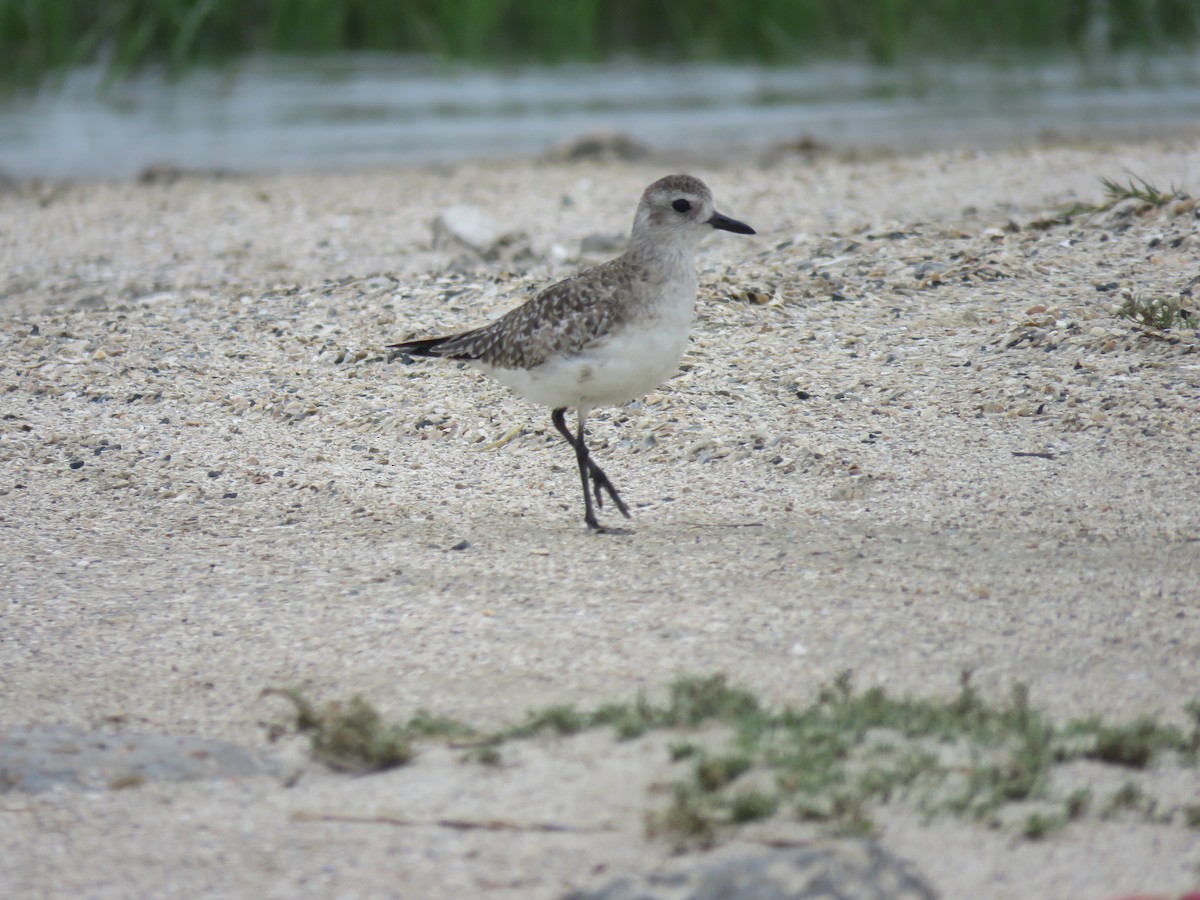 Black-bellied Plover - ML617159475