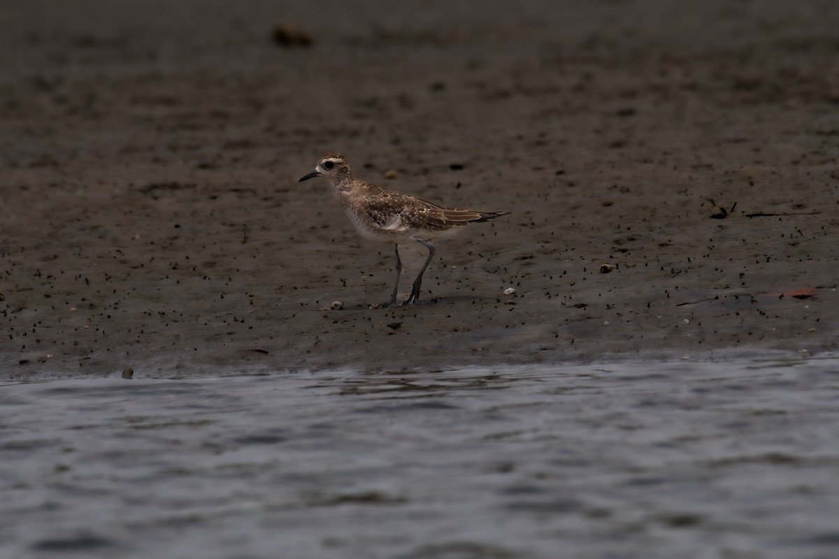 American Golden-Plover - ML617159480