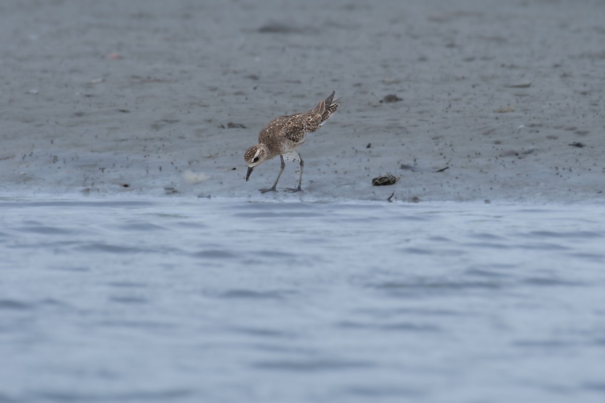 American Golden-Plover - ML617159481