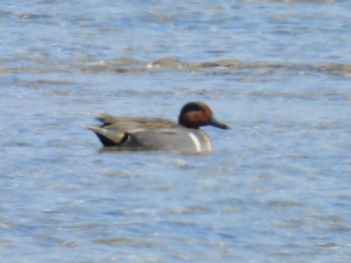 Green-winged Teal - ML617159484