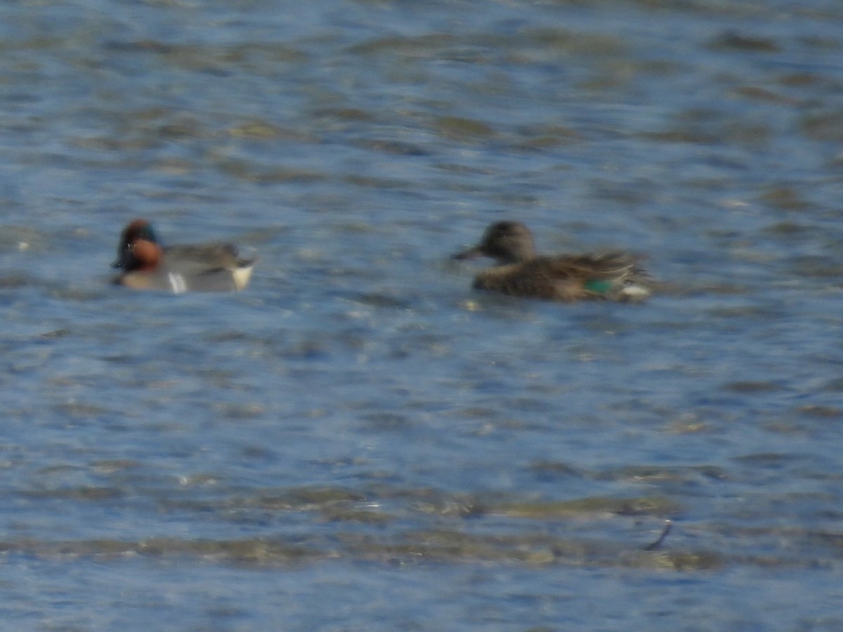 Green-winged Teal - ML617159488