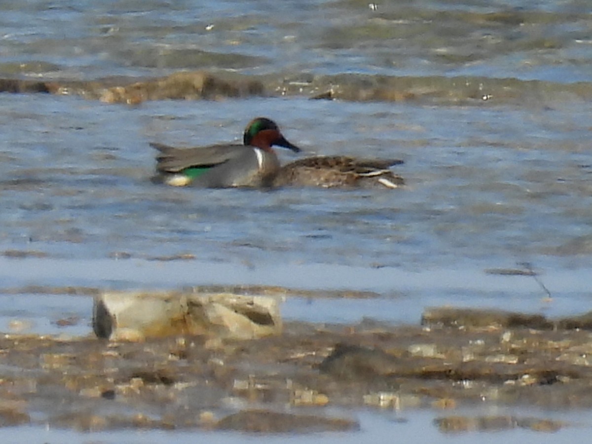 Green-winged Teal - ML617159490