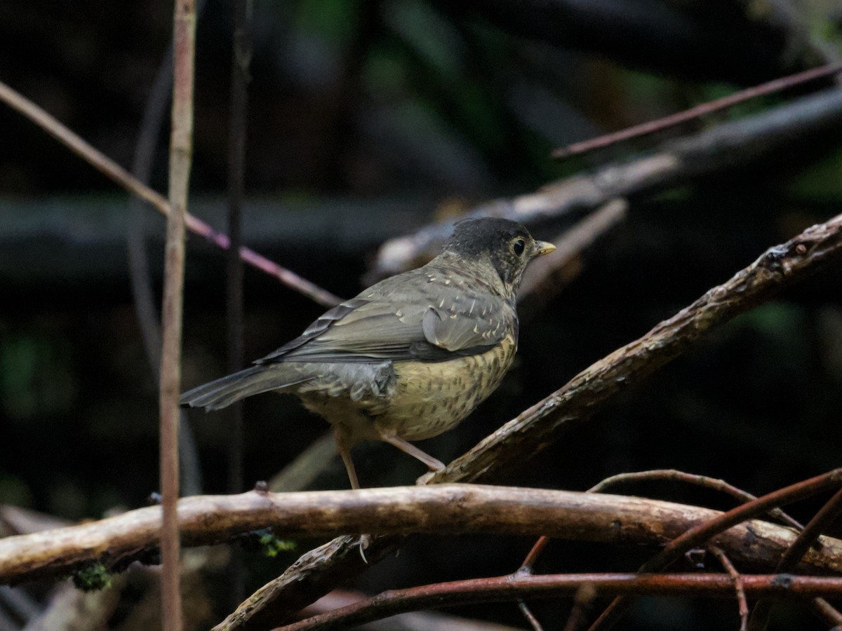 Austral Thrush - Michael Tromp