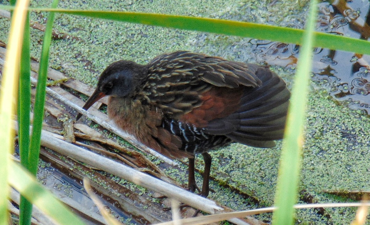 Virginia Rail - ML617159519