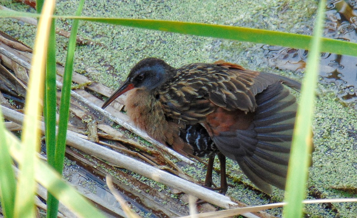 Virginia Rail - ML617159520