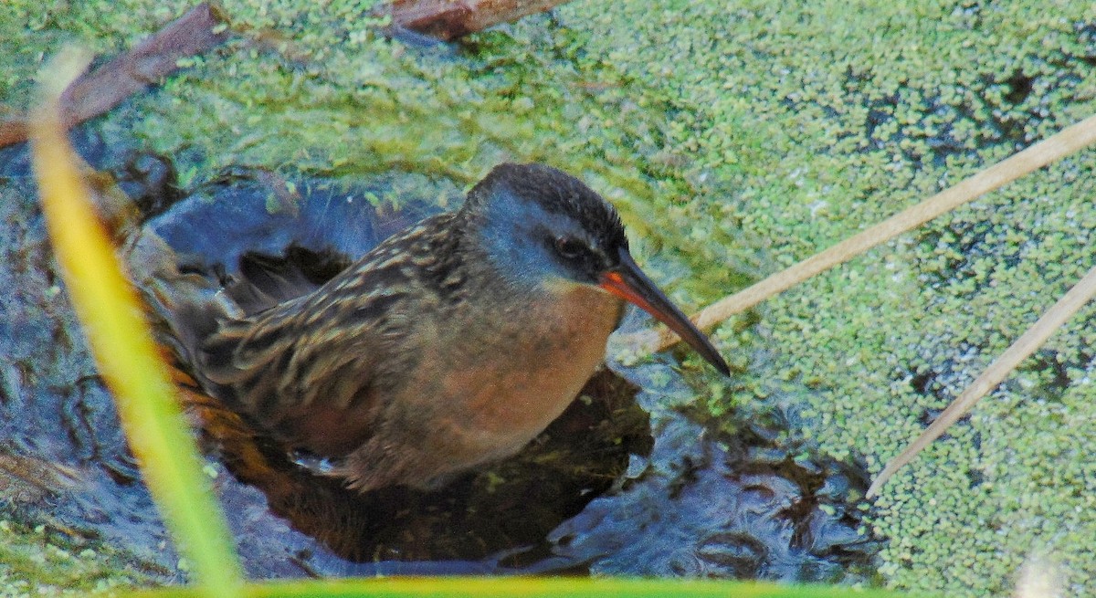 Virginia Rail - ML617159522