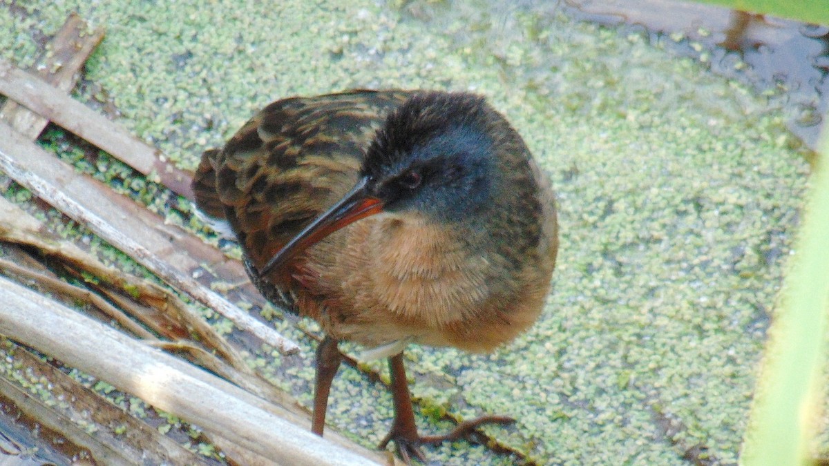 Virginia Rail - ML617159523