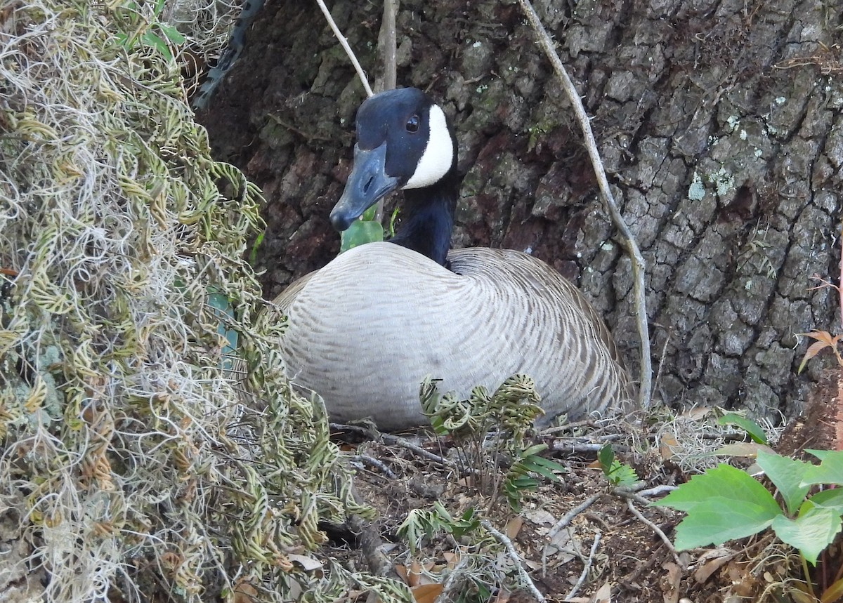 Canada Goose - ML617159579